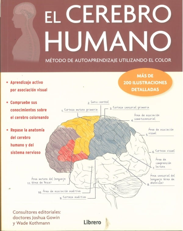 El cerebro Humano