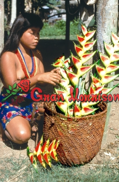 India Embera Wounaan Del Darien